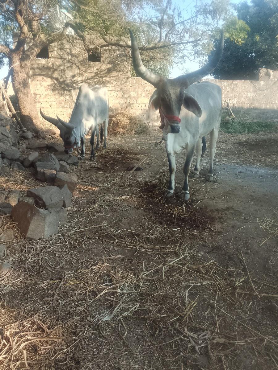 થંબનેલ 3