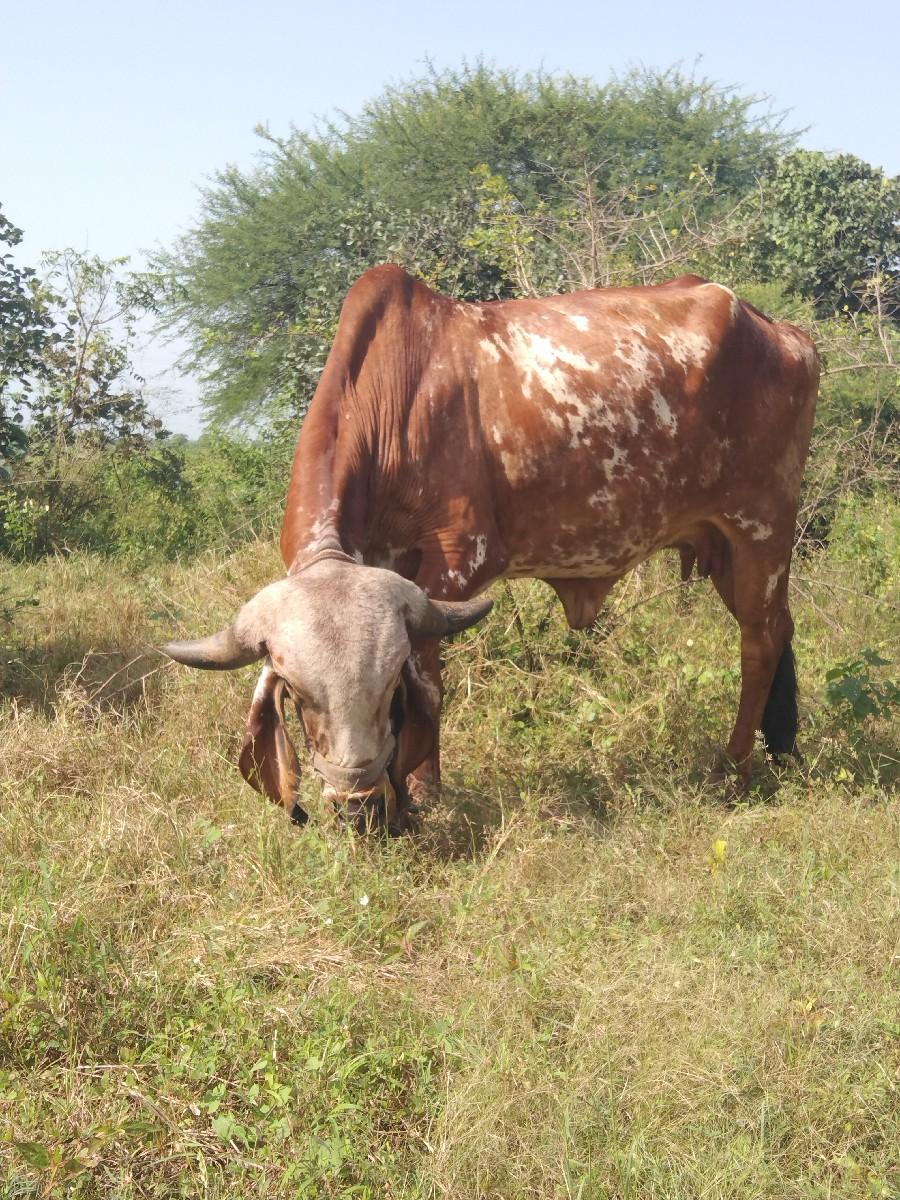 થંબનેલ 6