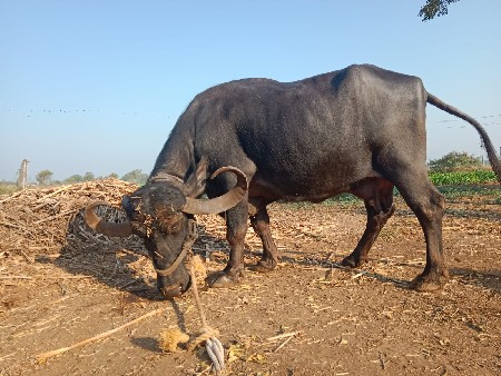 થંબનેલ 2