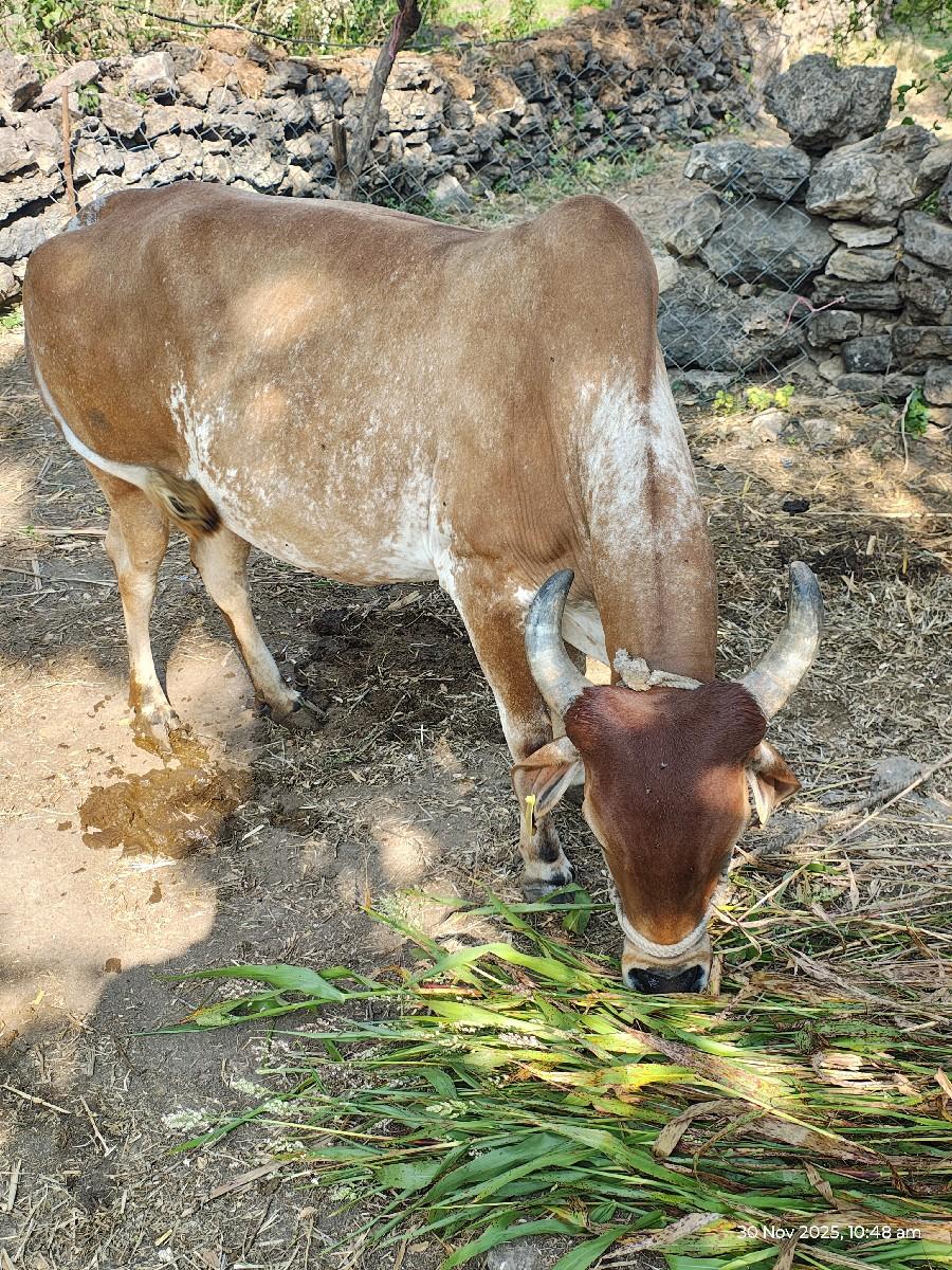 थंबनेल 3