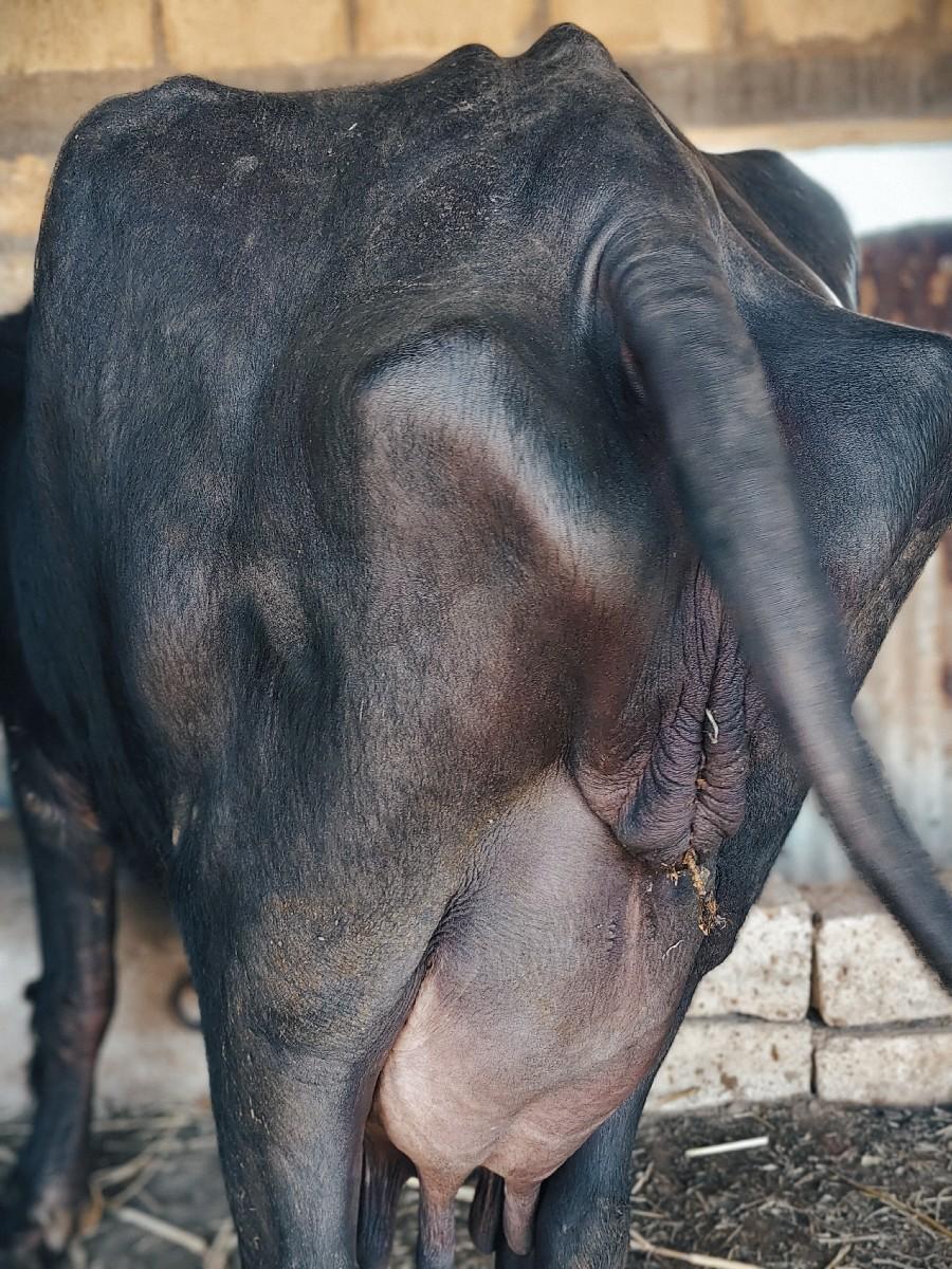 ભેંસ વેચવાની છે