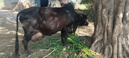 બીજુ વેતર