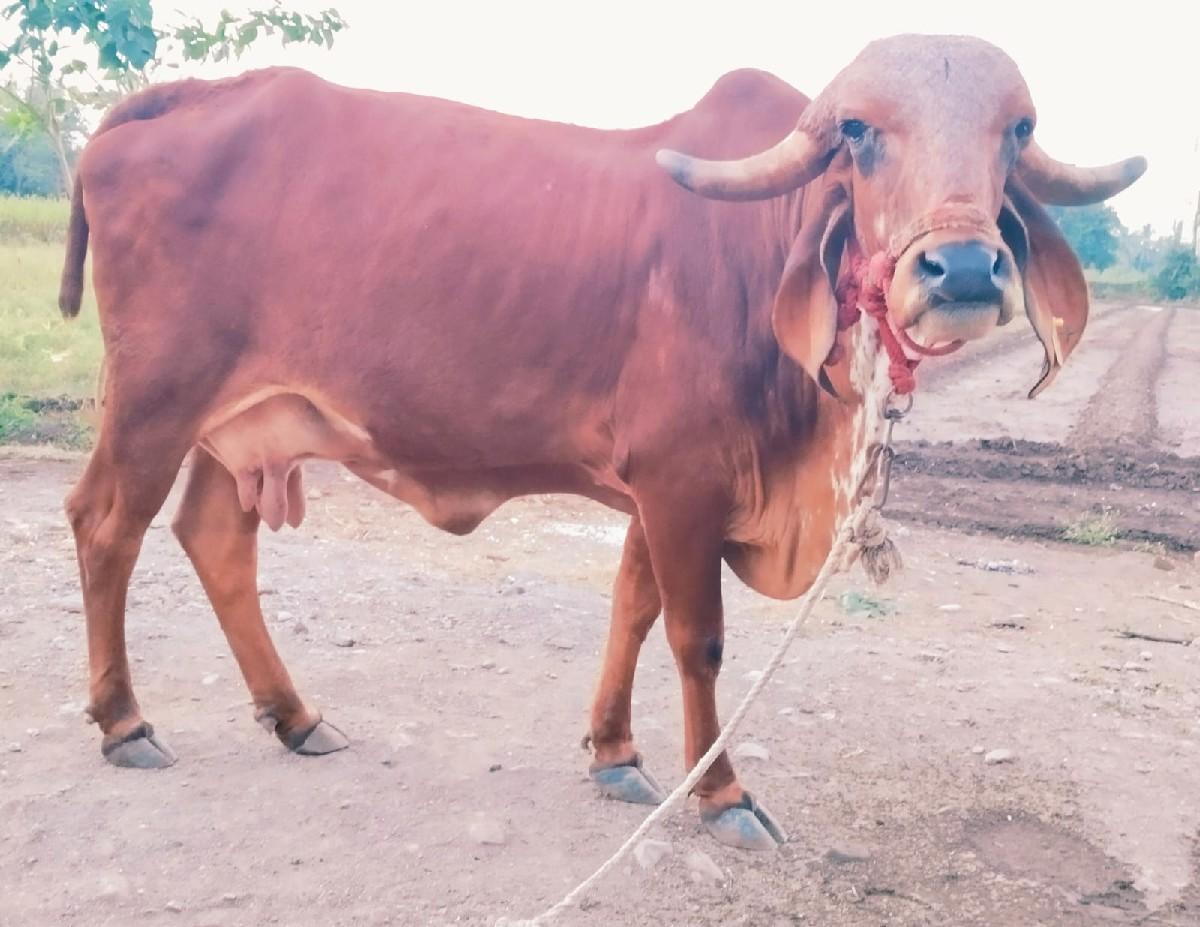 ગીર ગાય વેચવાની છે