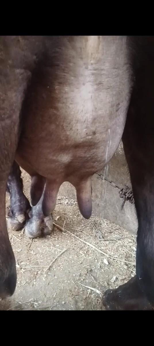 પેલું વેતર ખડીલુ વેચવાની છે