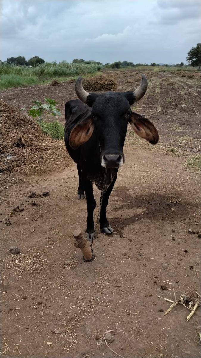 થંબનેલ 2