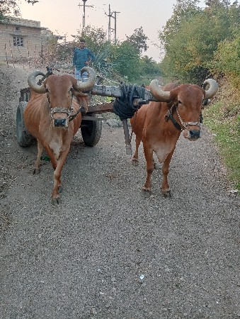 બળદ ના સાંટા કરવાના છે