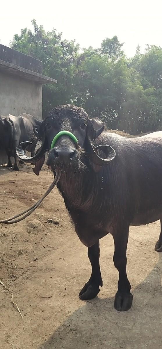 વેચવાની છે