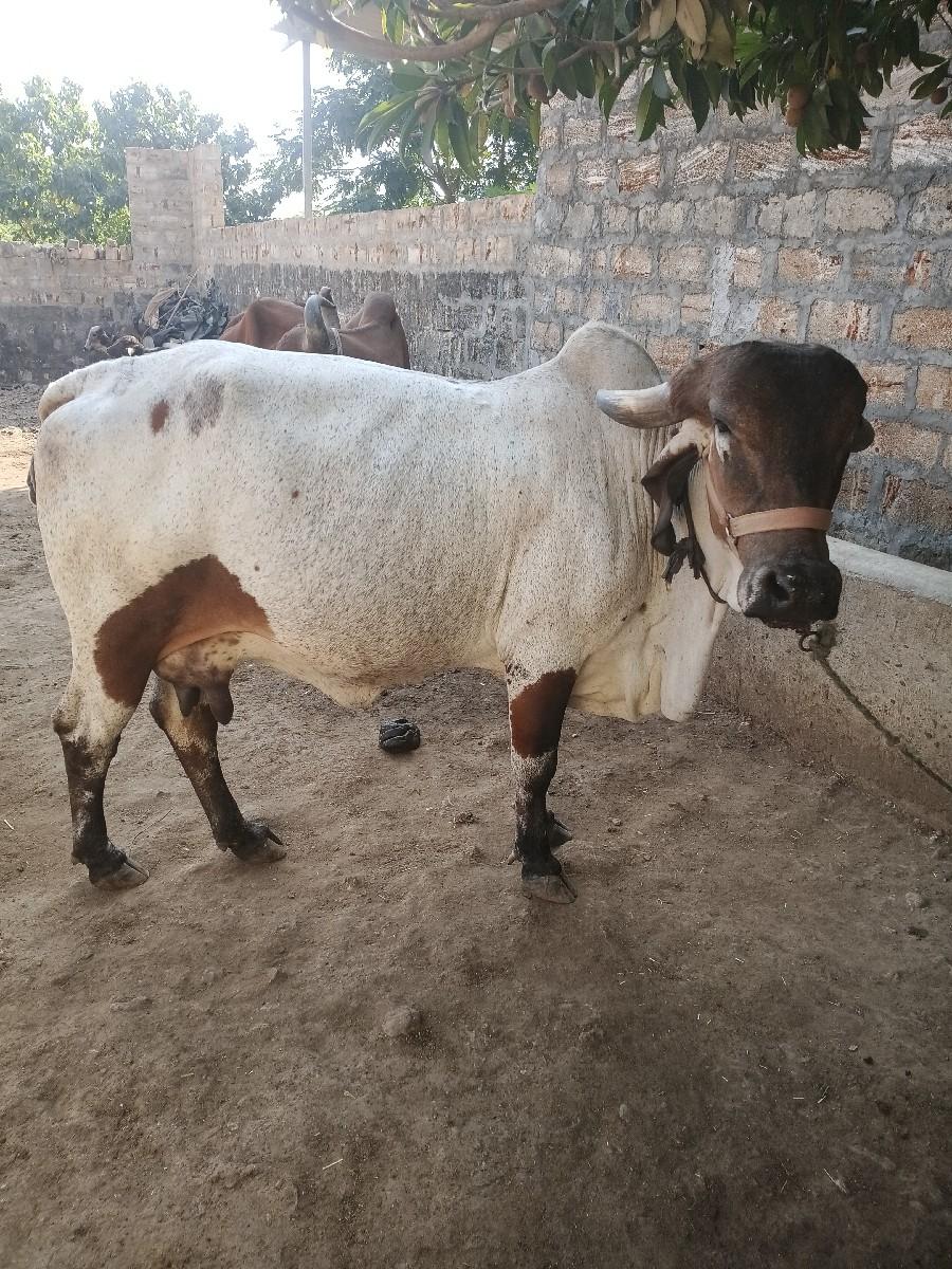 थंबनेल 2