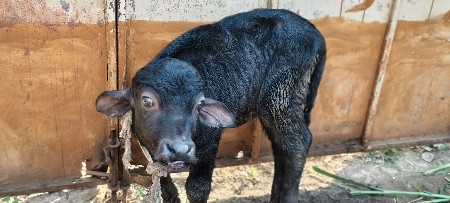 થંબનેલ 3