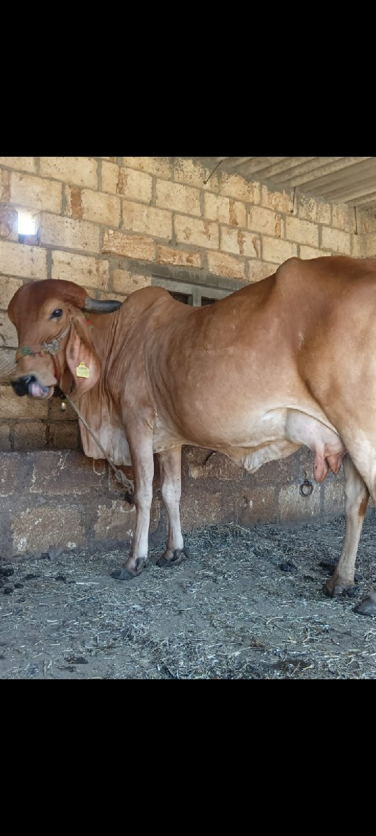 થંબનેલ 3