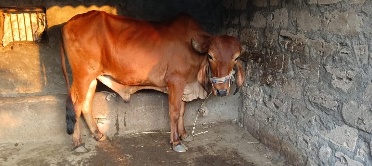બળદ વેચવાનો છે