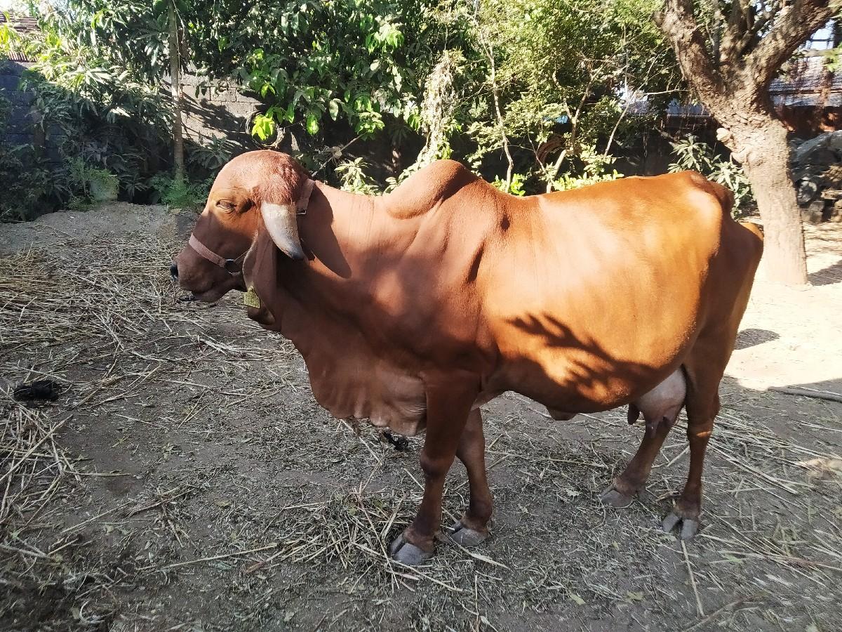 ગીર ગાય વેચવા ની છે