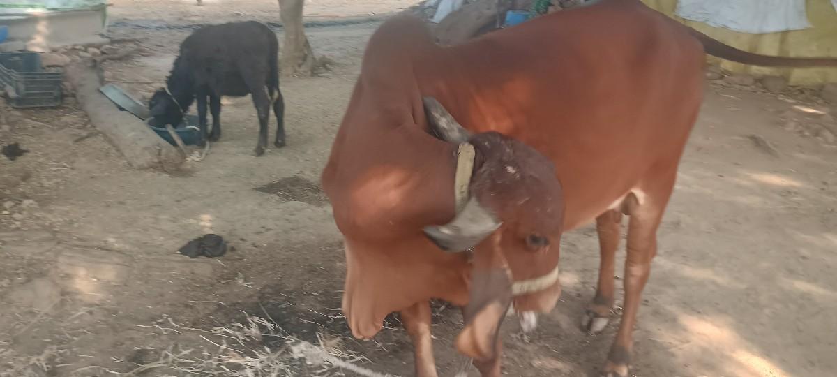 થંબનેલ 3