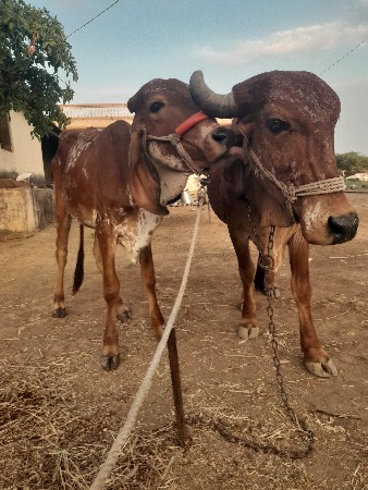 थंबनेल 2