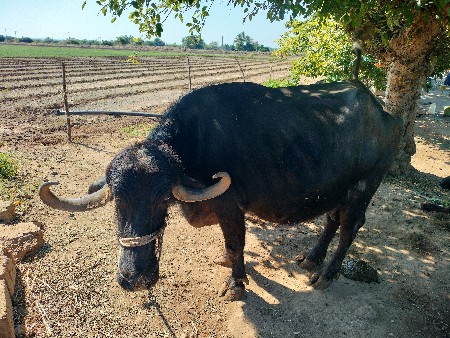 થંબનેલ 3