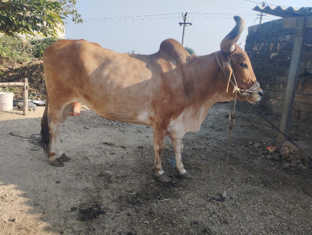 थंबनेल 3