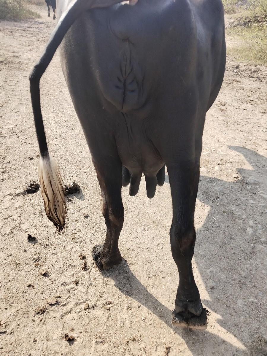 ભેંસ વેચવાની છે