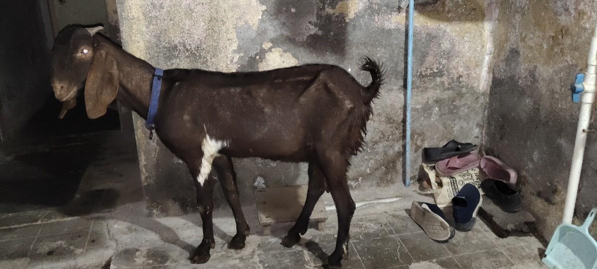 Rajasthani Bakri bechwani se