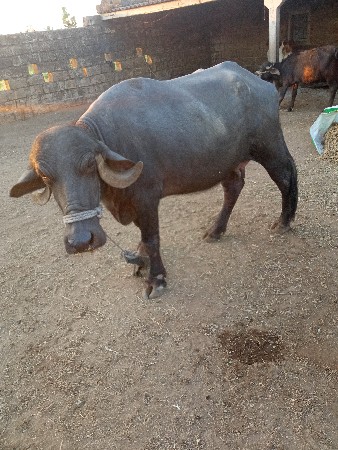 थंबनेल 2