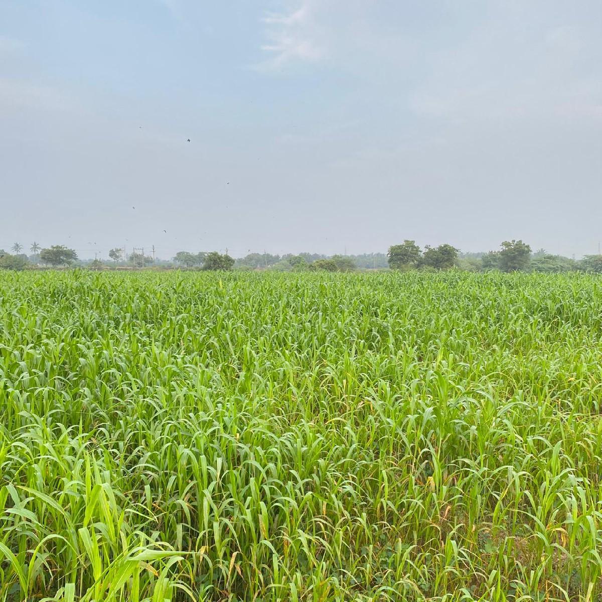 લીલી જવાર નો સારો વેચવાનો છે