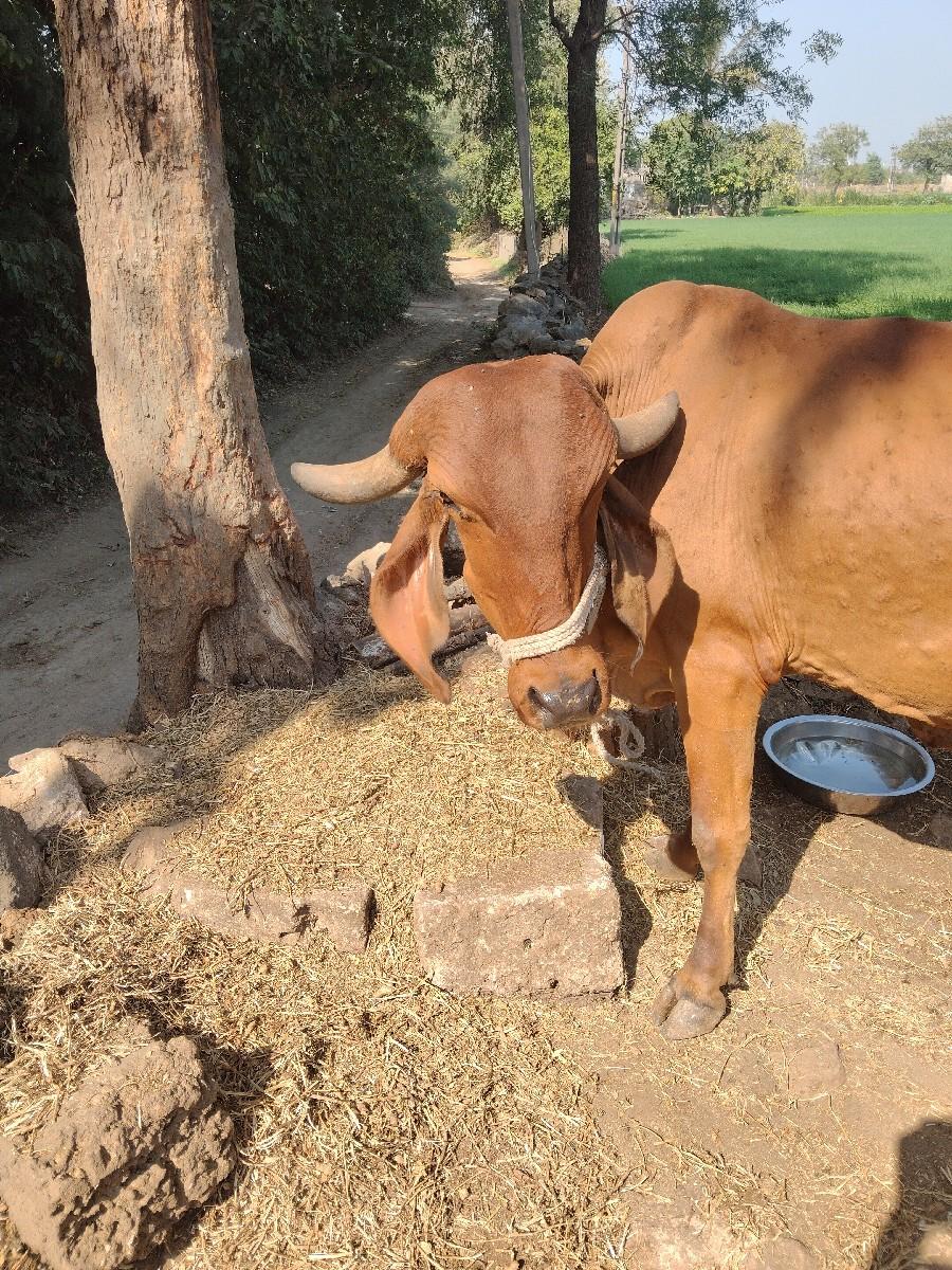 વેચવાની છે