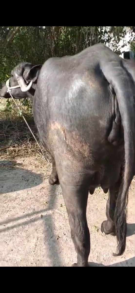 પેલુવેતરીવીસદીવનીવીણાલપારુઇપરતન