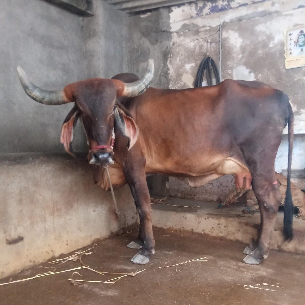 થંબનેલ 3