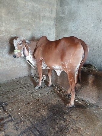 ગાય વેચવાનિછે