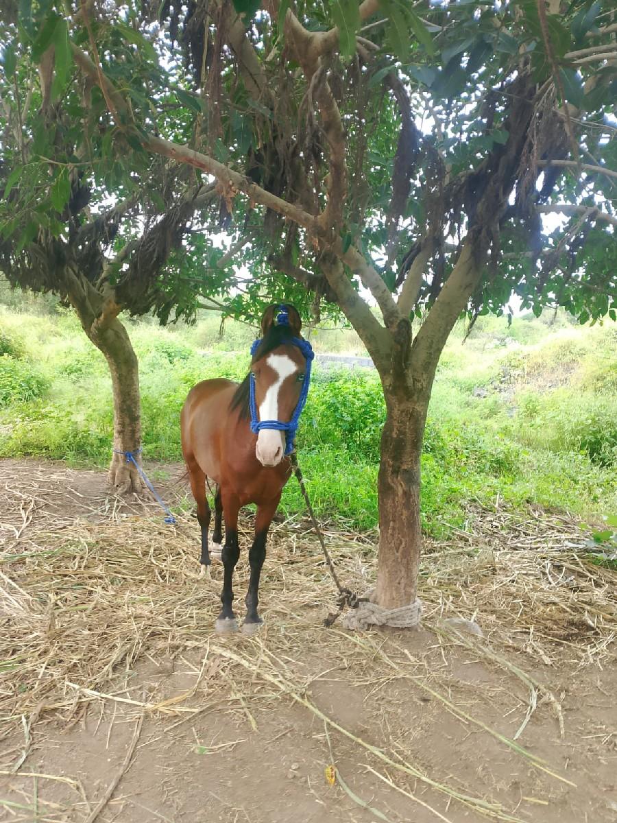 ઘોડો વેંચવાનો છે