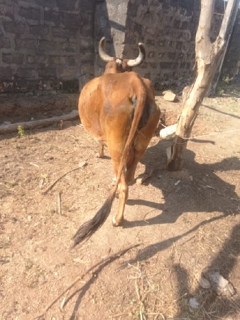 ગાય દરબાર તેની કાચી