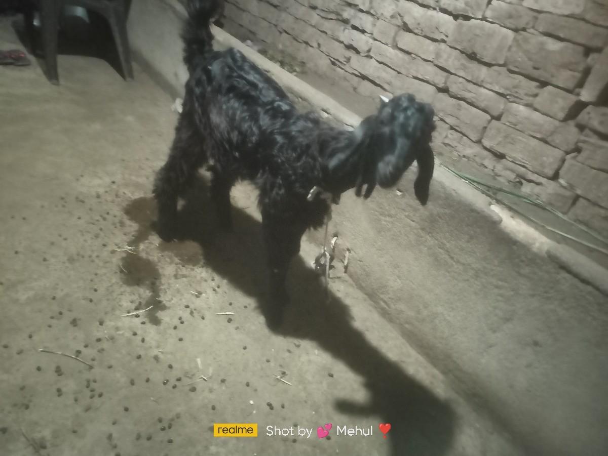 થંબનેલ 2