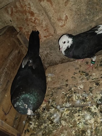 થંબનેલ 3