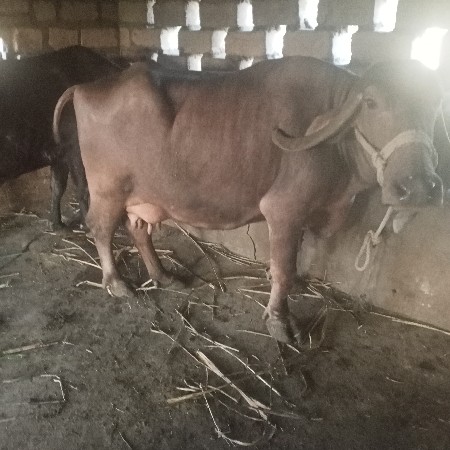 ભેંસ વેચવાની છે