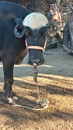 પેલું વેતર ખડાય વેચવાની છે