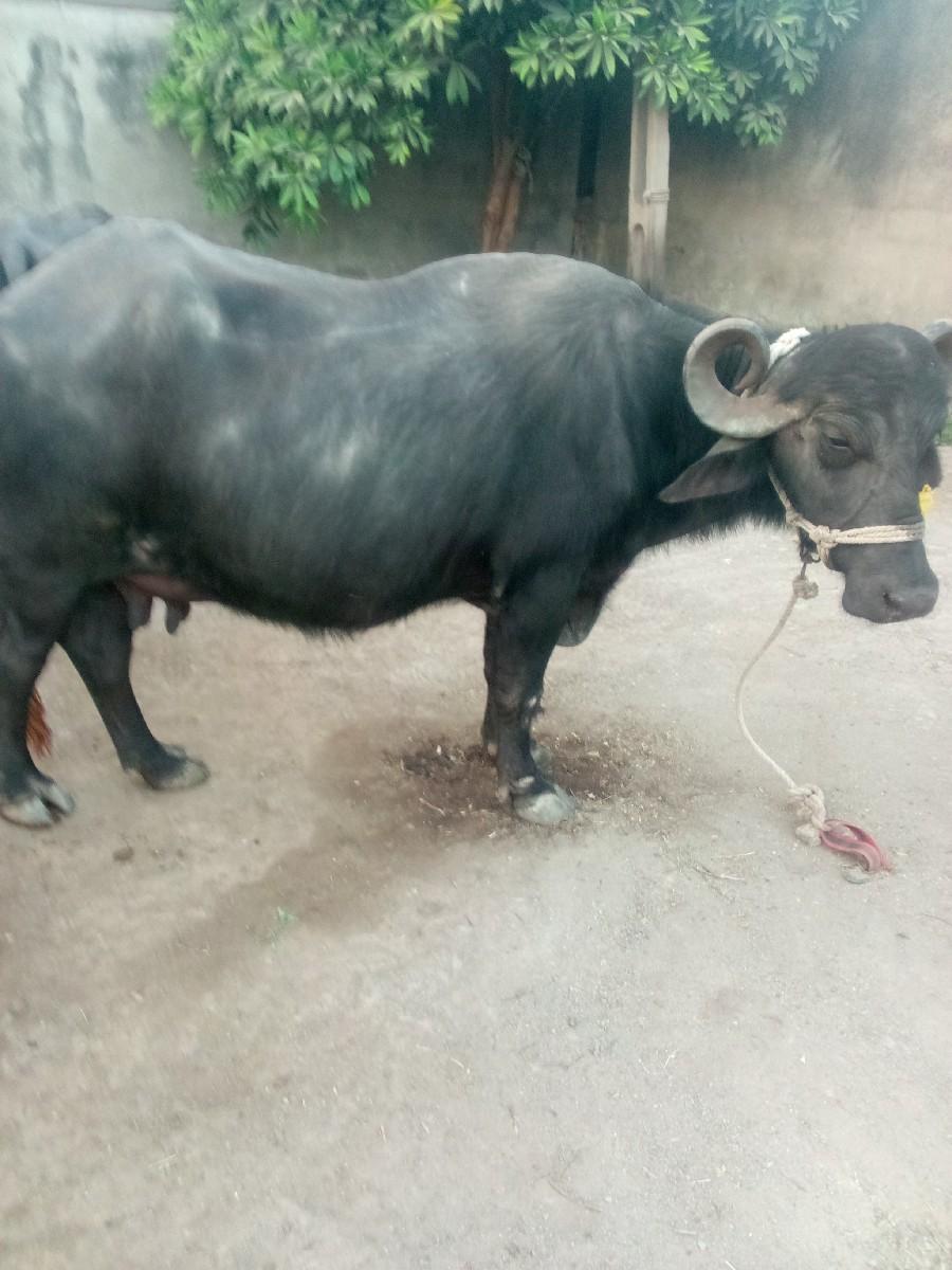 થંબનેલ 2