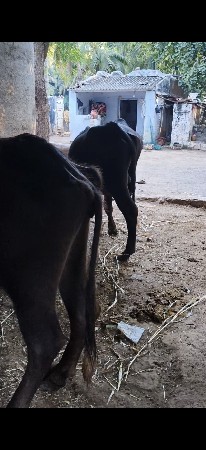 ek khadelu ek pado vechvano chhe