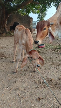 थंबनेल 3