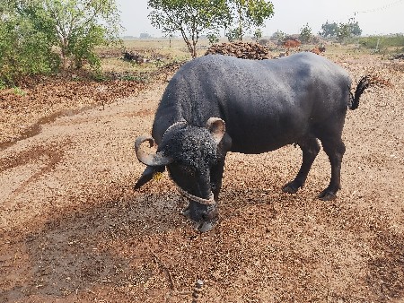 थंबनेल 3