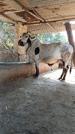 थंबनेल 3