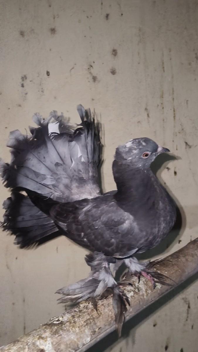 અકડુ મોરપીંછ કબુતર