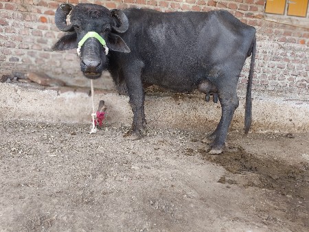 ભેંસ વેચવાની છે