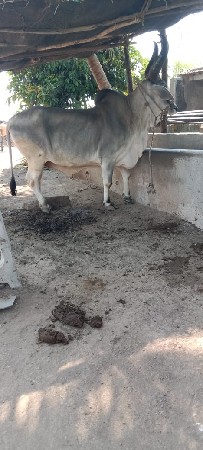 ડાબી બાજુ હાલે