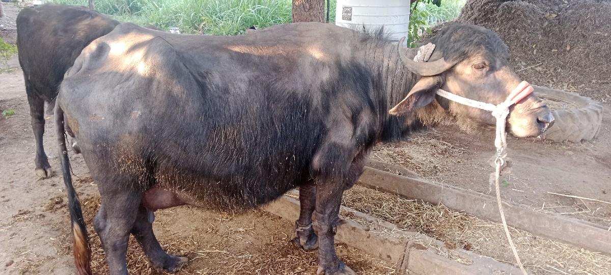 વેચવાની