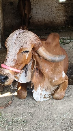 થંબનેલ 3