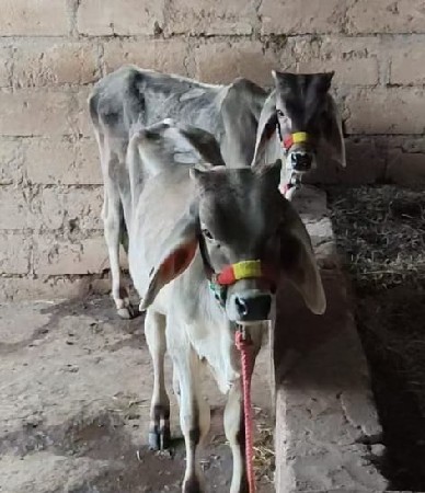 ગોઢલા છે