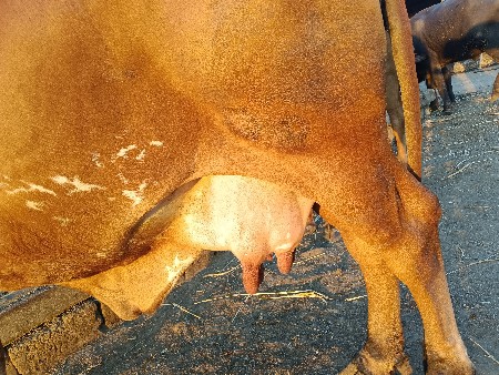 ગાય વેચવાની છે