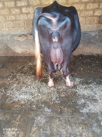 ભેંસ વેચવાની છે