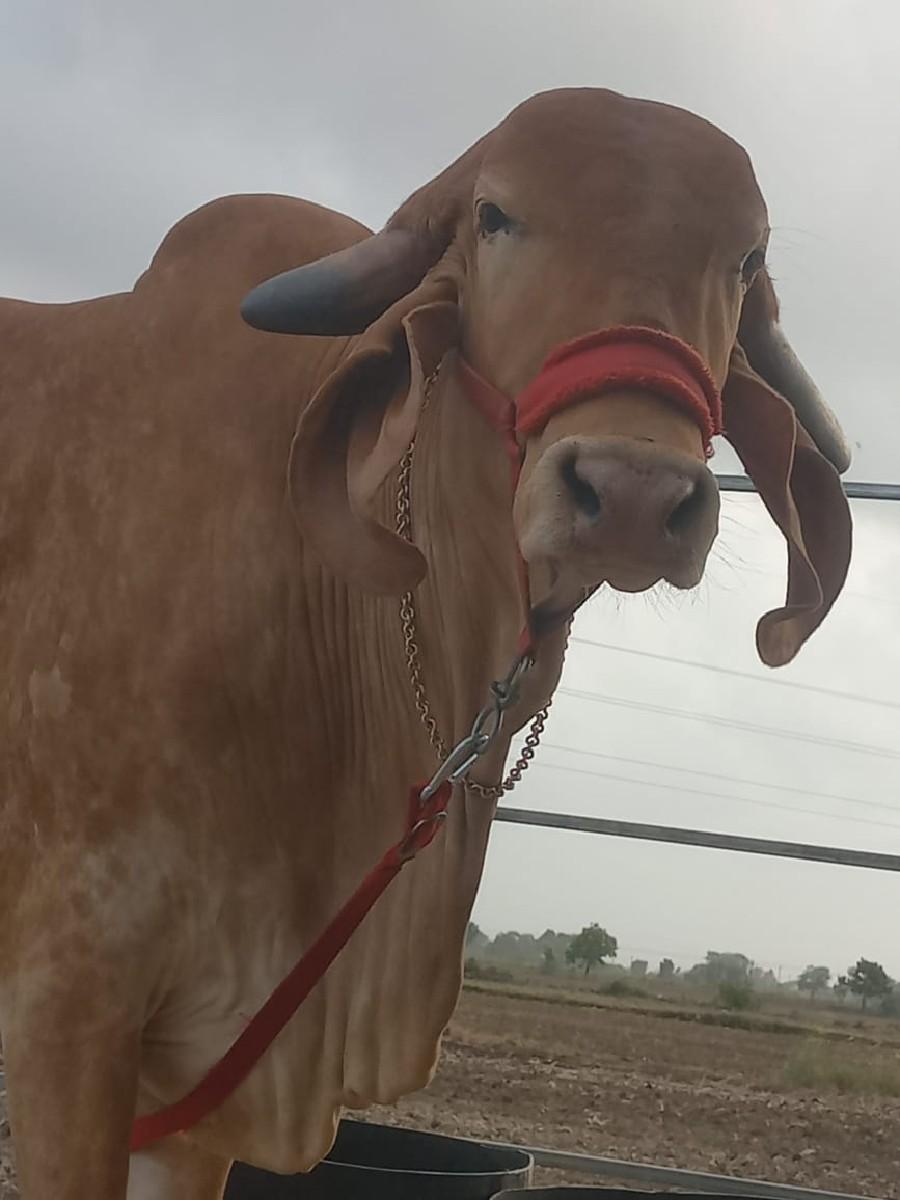 થંબનેલ 2