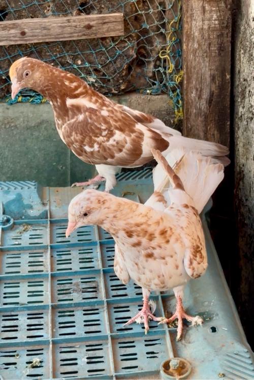 ઉડાન પઠા