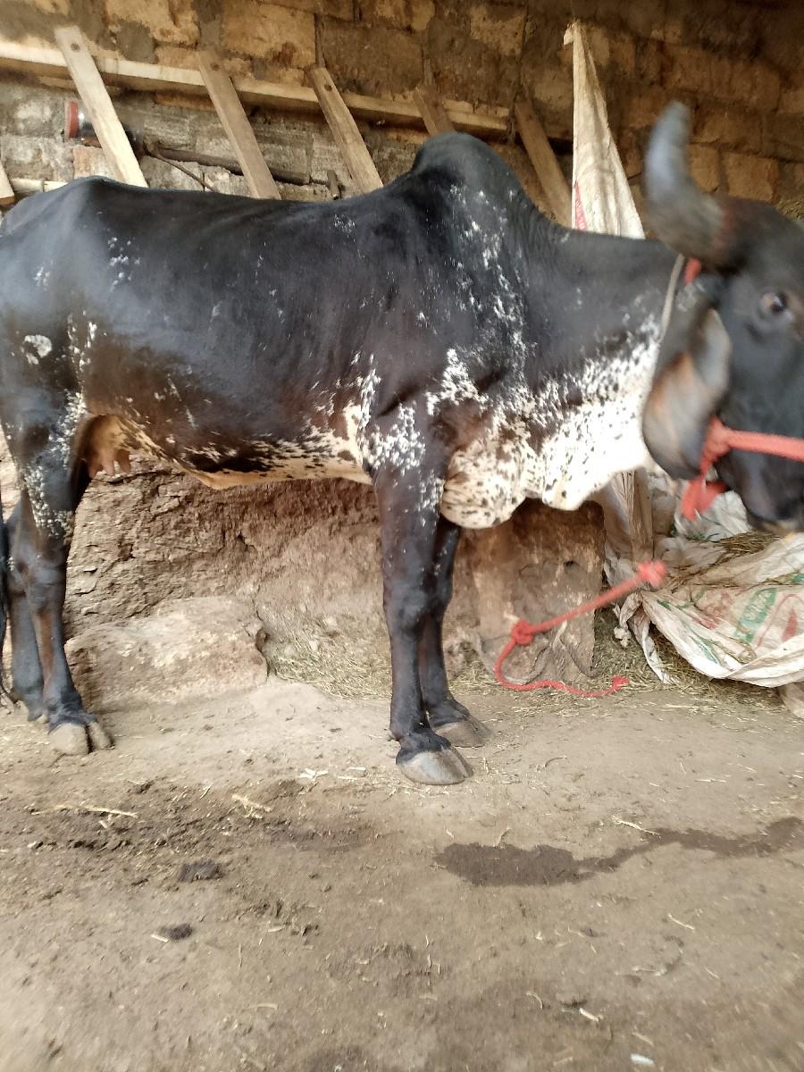 थंबनेल 2